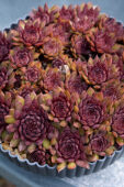 Sempervivum Colorockz® Blushing Garnet