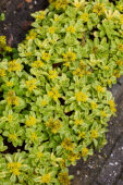 Sedum ellacombianum Cutting Edge