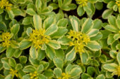 Sedum ellacombianum Cutting Edge