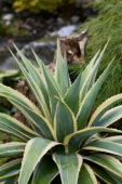 Agave