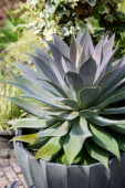 Mangave Lavender Lady
