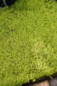 Soleirolia soleirolii