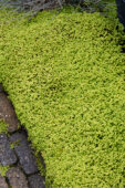 Soleirolia soleirolii