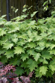 Kirengeshoma palmata Haeru