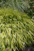 Hakonechloa macra Aureola