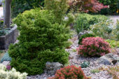 Cryptomeria japonica