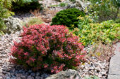 Berberis