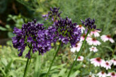 Agapanthus Black Jack