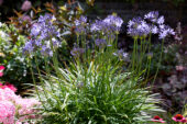 Agapanthus Pretty Sandy