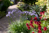 Agapanthus Pretty Sandy