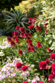 Echinacea