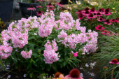 Phlox Bambini Candy Crush