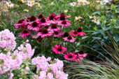 Echinacea