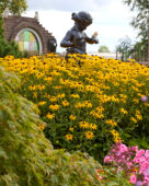 Rudbeckia fulgida