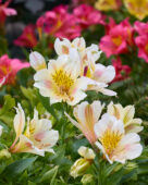 Alstroemeria