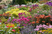Zomerbloementuin
