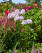 Phlox, Lythrum salicaria