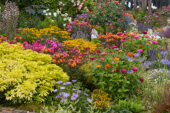 Zomerbloementuin