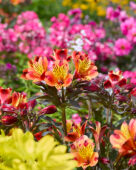 Alstroemeria Indian Summer