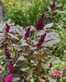 Amaranthus