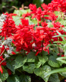 Salvia coccinea