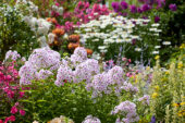 Phlox paniculata