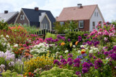 Zomerbloementuin