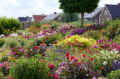 Zomerbloementuin