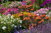 Zomerbloementuin