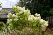 Hydrangea paniculata