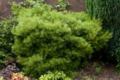 Pinus
