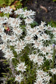 Leontopodium alpinum