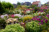 Zomerbloementuin