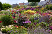 Zomerbloementuin