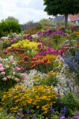 Zomerbloementuin