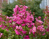 Lagerstroemia indica Eveline