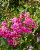 Lagerstroemia indica Eveline