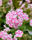 Phlox Bambini Candy Crush
