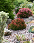 Berberis