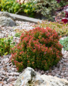 Berberis