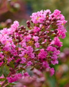 Lagerstroemia indica Eveline