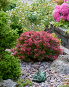 Berberis