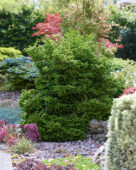 Cryptomeria japonica