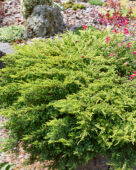 Juniperus