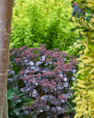 Sedum Blue Pearl