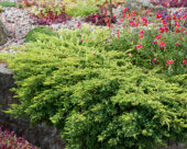 Juniperus