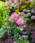 Anemone Curtain Call Deep Rose