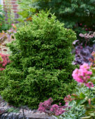 Cryptomeria japonica