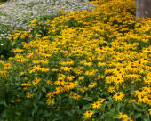 Rudbeckia fulgida Goldsturm