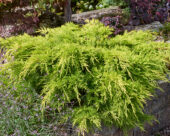 Juniperus